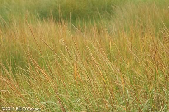 Rough Meadows Wildlife Sanctuary is part island, part forest and part marsh!