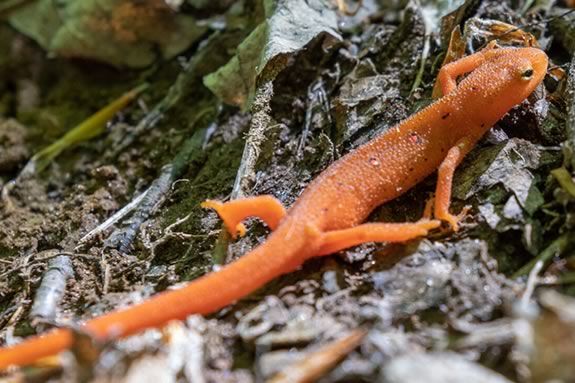 Come explore the vernal pools of Ipswich River Wildlife Sanctuary with Mass Audubon! Come explore the vernal pools of Ipswich River Wildlife Sanctuary with Mass Audubon!