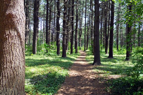 Find the hidden secrets of Maudslay State Park with the park interpreter in this fun program designed for kids! Find the hidden secrets of Maudslay State Park with the park interpreter