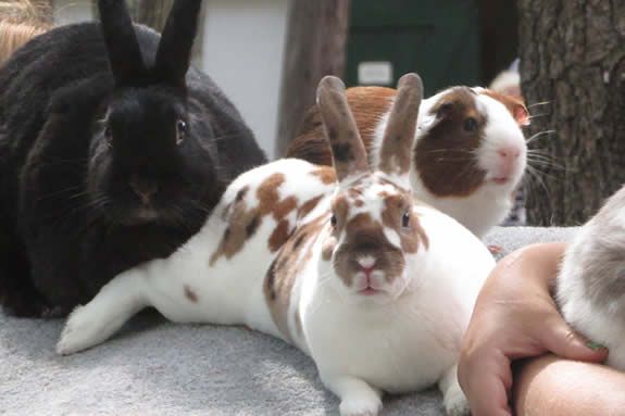 The Middlesex County 4-H Fair presents the classic New England fair experience