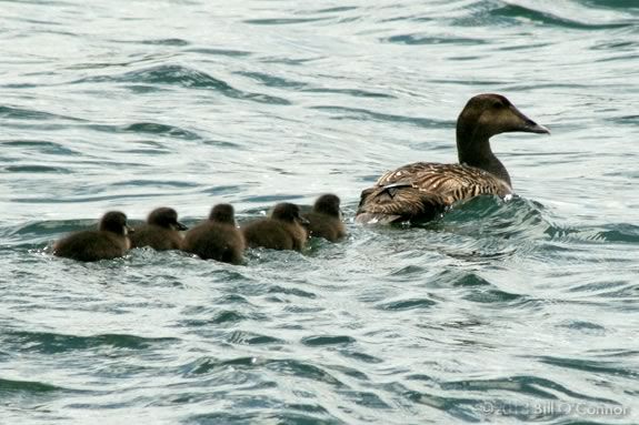 Learn about ducks, geese and swans at Mass Audubons Joppa Flats Education Center in Newburyport!! Learn about ducks, geese and swans at Mass Audubons Joppa Flats Education Center in Newburyport!!