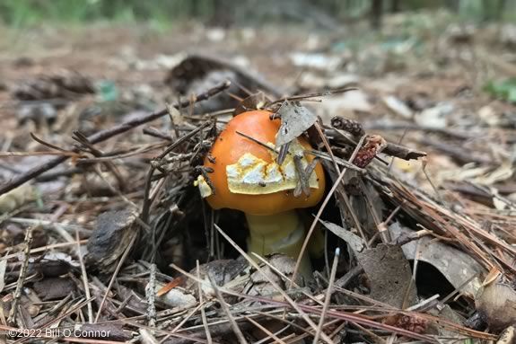 Join the hunt for mushrooms with Massachusetts Audubon in Gloucester Massachusetts Join the hunt for mushrooms with Massachusetts Audubon in Gloucester Massachusetts