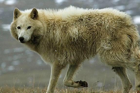 Nature Arctic Wolf Pack in the theater at Parker River Wildlife Refuge in Newburyport