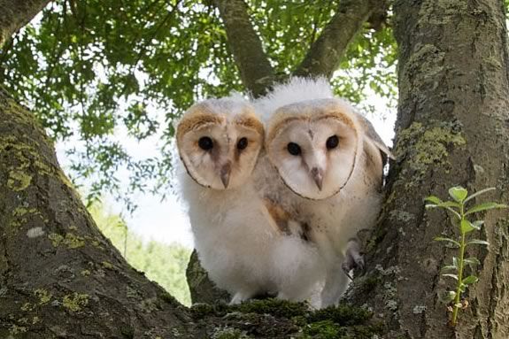 Nature Owl Power in the theater at Parker River Wildlife Refuge in Newburyport