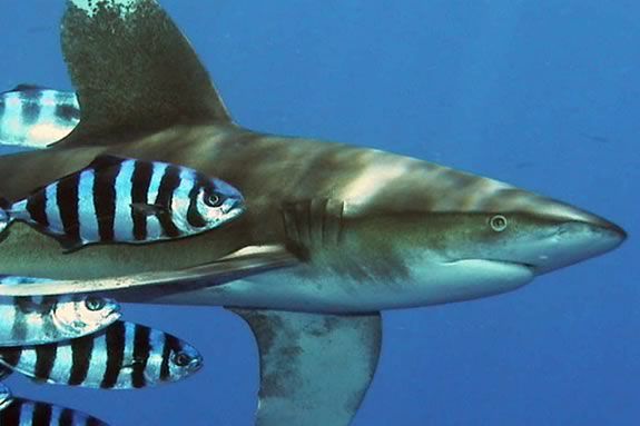 Kids will learn about strange partnerships in nature like sharks andf pilot fish
