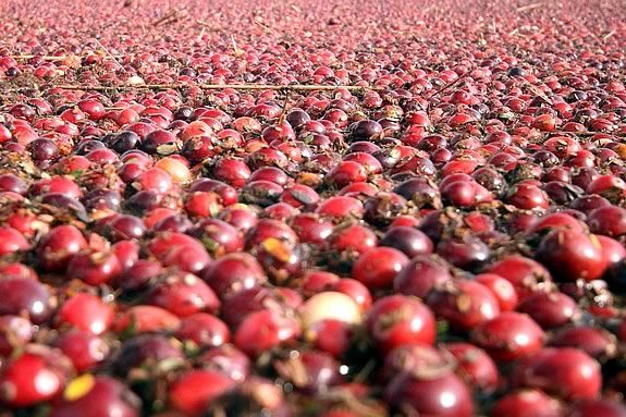 Enjoy Sampling natures harvest from cranberries to seaweed salad at Joppa Flats