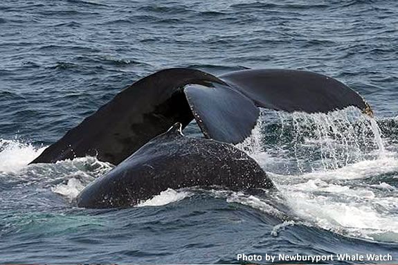 Learn about sea birds while whale watching aboard the Privateer IV out of Gloucester, Massachusetts! Learn about sea birds while whale watching aboard the Privateer IV out of Gloucester, Massachusetts!