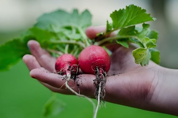 Newburyport Farmers find organic locally grown produce, meat, dairy Newburyport