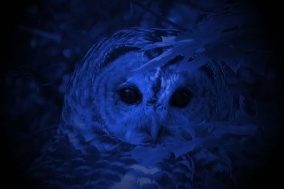Celebrate the equinox with your family at Joppa Flats at Rough Meadows with Mass Audubon Celebrate the equinox with your family at Joppa Flats at Rough Meadows with Mass Audubon