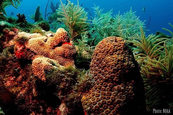 Coral Reefs are the subject of the next Imagine, Sing and Learn at Joppa Flats Education Center in Newburyport!