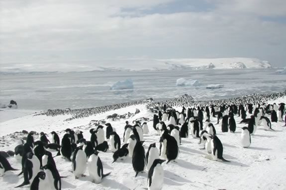 Come learn about penguins at Mass Audubon's Joppa Flats Education Center in Newburyport! 