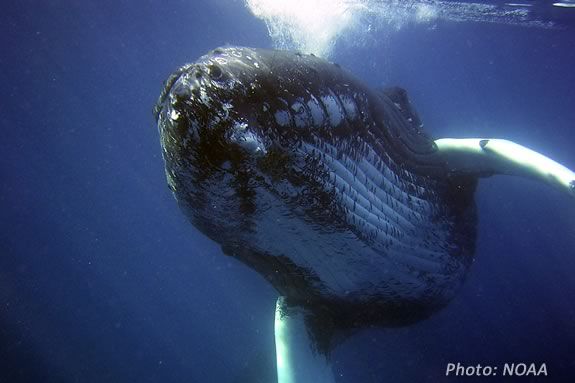 Kids can learn about whales at this Imagine Sing and Learn at Joppa Flats Education Center in Newburyport! Kids can learn about whales at this Imagine Sing and Learn at Joppa Flats!