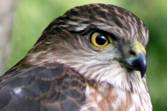 Come explore the world of predatory raptors and birds on the North Shore!