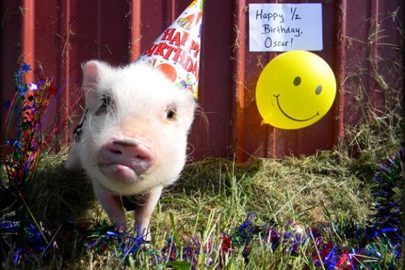 Party Pigs at North Shore Childrens Museum in Peabody MA Party Pigs at North Shore Childrens Museum in Peabody MA