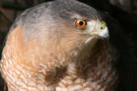 This month's Family Flyby will run in conjunction with the Super Bowl of Birding at the Joppa Flats Education Center. Photo: Cooper's Hawk by Bill O'Connor This month's Family Flyby will be in conjunction with the Super Bowl of Birding!