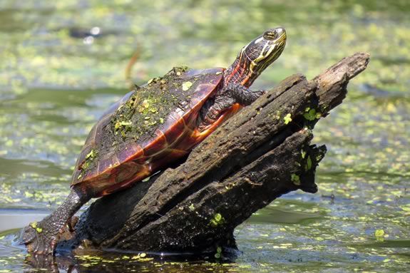 Come experience Nature Awareness activities and games that engage heart, mind, and senses at Ipswich River Wildlife Sanctuary Come experience Nature Awareness activities and games that engage heart, mind, and senses at Ipswich River Wildlife Sanctuary