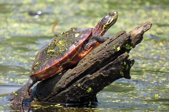 Come experience Nature Awareness activities and games that engage heart, mind, and senses at Ipswich River Wildlife Sanctuary