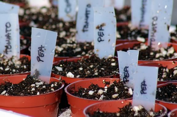 First Peas to the Table is a program for young garndeners at the Steven-Coolidge Place in North Andover. 