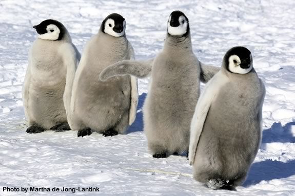 Kids will learn all about Antarctic Penguins at the Joppa Flats Center 