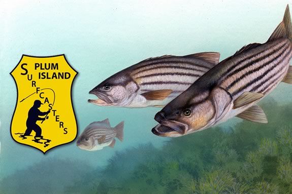 Bring your kids to this striper fishing workshop with Plum Island Sufcasters' president Julio Silva! Bring your kids to this striper fishing workshop!