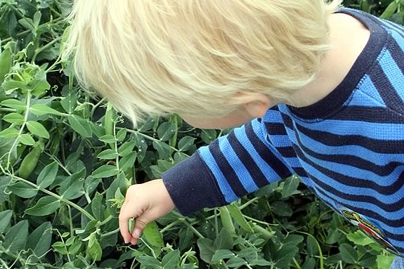 Picking vegetables is just one of the activities kids will enjoy at Long Hill Ga