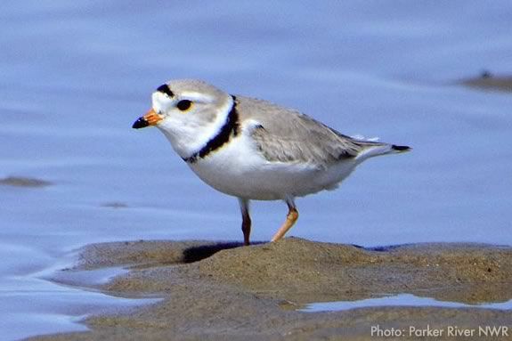 Piping Plover at Parker River National Wildlife Refuge in Newbury Massachusetts!