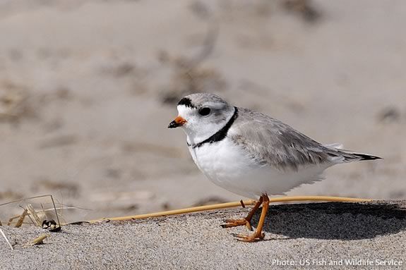 Piping Plover isjust one of the endangered species you'll learn about at the Parker River National Wildlife Refuge