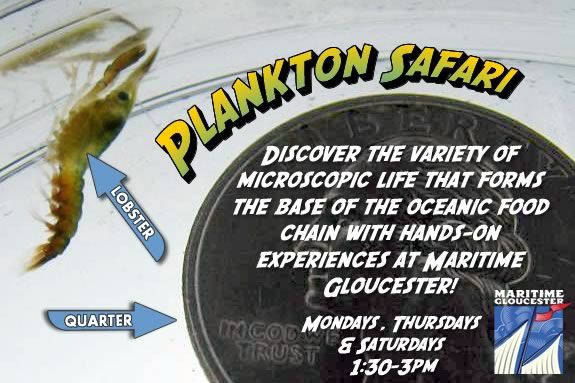 Join the team at Maritime Gloucester for a Plankton Safari every Saturday and Sunday