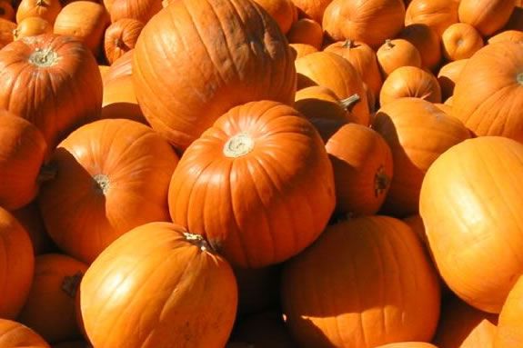 Come paint pumpkins at the Marblehead Community Center