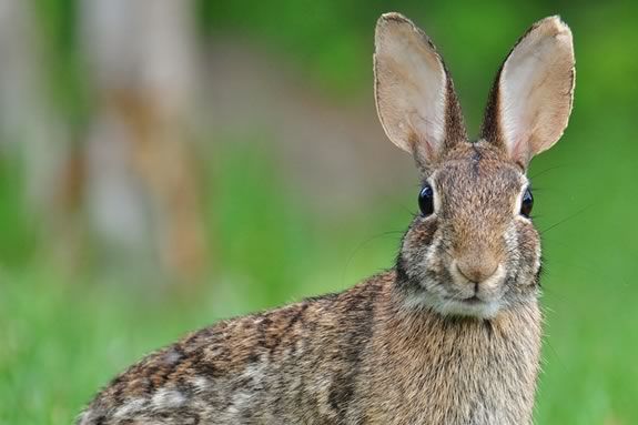 Preschoolers will learn about animals that avoid becoming prey at the Joppa Flats Education Center in Newburyport! Preschoolers will learn about animals that avoid becoming prey at the Joppa Flats Education Center in Newburyport!
