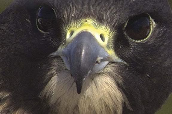 Nature Raptor Force in the theater at Parker River Wildlife Refuge in Newburyport