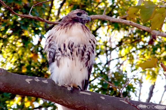 Come observe the red-tailed hawks that have roosted at Maudlsay State Park in Newburyport Come observe the red-tailed hawks that have roosted at Maudlsay State Park in Newburyport