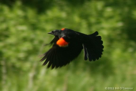 This Afterschool Session at Joppa Flats focuses on red winged blackbirds