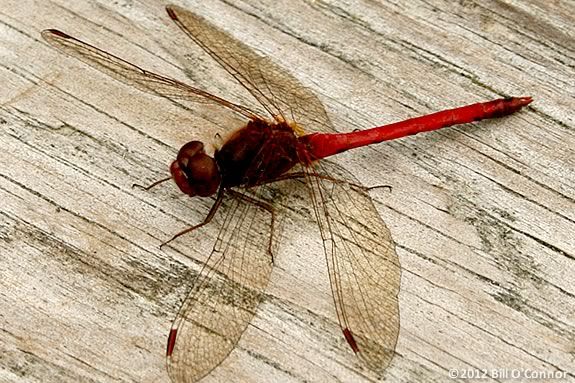 Come learn about dragonflies and hummingbirds at the Joppa Flats Center! 