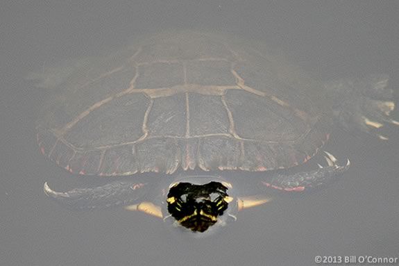 Kids and families will explore IRWS wetland in search of painted and snapping turtles. Kids and families will explore IRWS wetland in search of painted and snapping turtles.