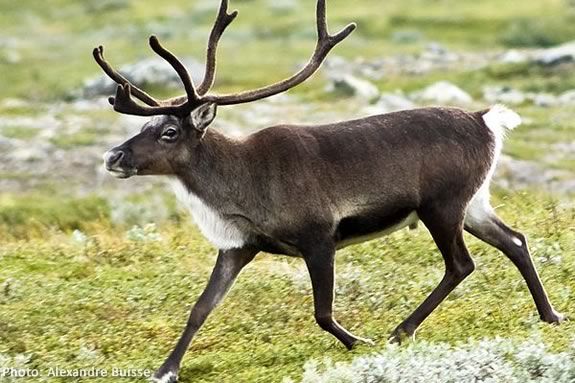 Kids will learn about reindeer at Mass Audubon's Joppa Flats Education Center in Newburyport. Image: Strolling reindeer (Rangifer tarandus) in the Kebnekaise valley, Lappland, Sweden by Alexandre Buisse Kids will learn about reindeer at Mass Audubon's Joppa Flats Education Center in
