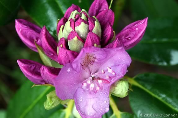 Rhododendron flowers are just one of the flowering trees you'll see at Maudslay State Park along the Merrimack River in Newburyport, Massachusetts