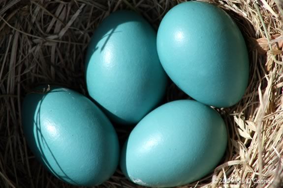 Kids can learn about nests at this Imagine Sing and Learn at Joppa Flats!