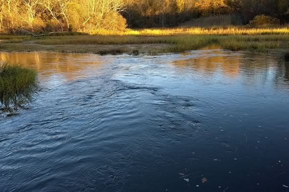 Walk the Forest River and explore a hidden gem in Salem with the folks from Salem Sound Coastwatch