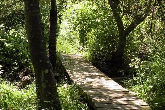 Join Swampscott Conservancy on a Saturday morning hike in the Salem Woods! Join Swampscott Conservancy on a Saturday morning hike in the Salem Woods!