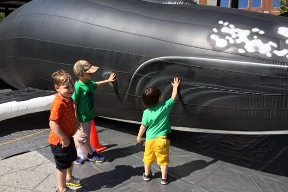Salt the inflatable humpback whale at the Salem Maritime National Historic Site