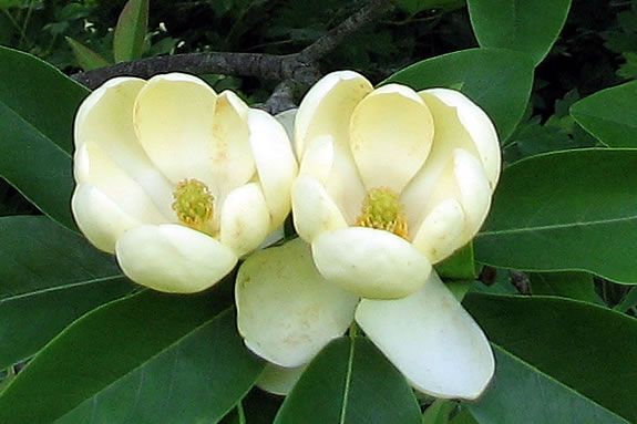Ravenswood Park supports the only population of the endangered Sweetbay Magnolia trees in New England. In New England you'll only find endangered Sweetbay Magnolias at Ravenswood.