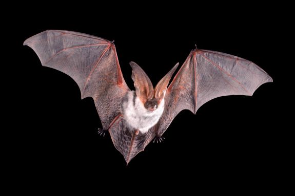 Sawyer Free Library, Gloucester MA Bats: The Real Truth Behind a Halloween Icon Sawyer Free Library, Gloucester MA Bats: The Real Truth Behind a Halloween Icon