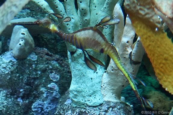Kids will learn about seahorses and sea dragons at Maritime Gloucester! 