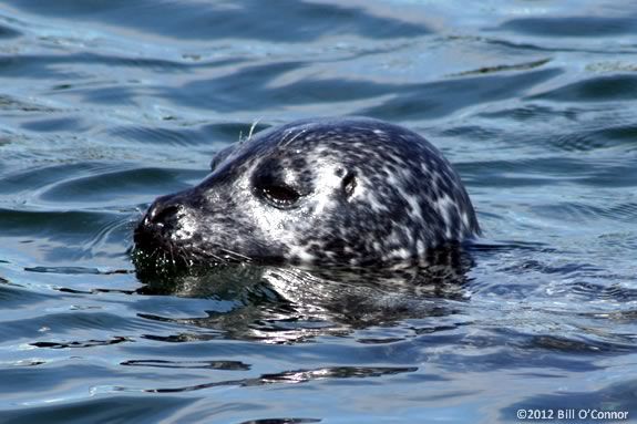 Come see the shorebirds and marine mammals of the Merrimack River. 