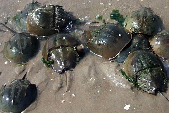 Explore the Crane Wildlife Refuge on a kayak tour in search of horseshoe crab!