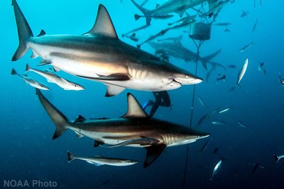 Kids will learn all about sharks at Maritime Gloucester during April Vacation Massachusetts