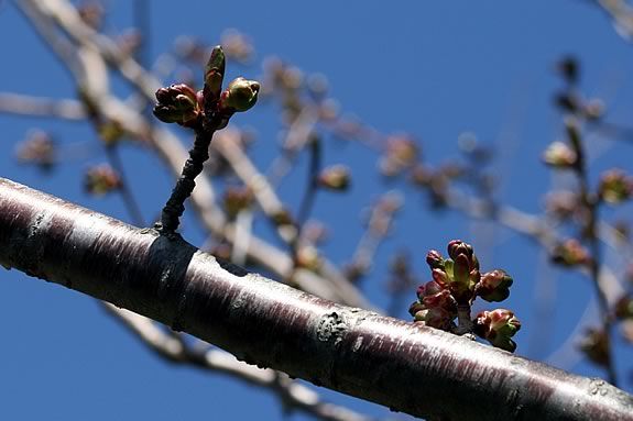 Join the Joppa Flats Center at Maudslay State Park to look for signs of spring!