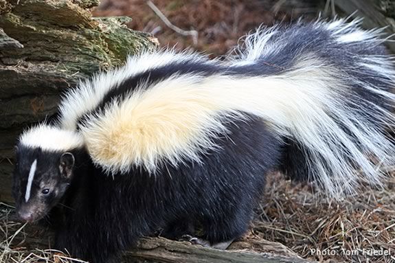 Kids will learn all about skunks by making art at the Mass Audubon Joppa Flats E