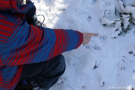 Kids will identifiy tracks in the snow and learn aboutthe animals that made them